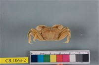 藏品(德氏仿厚蟹)的圖片